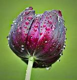 Wet Tulip_25563-8